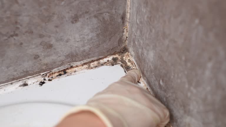 Professional Mold Removal in River Road, NC